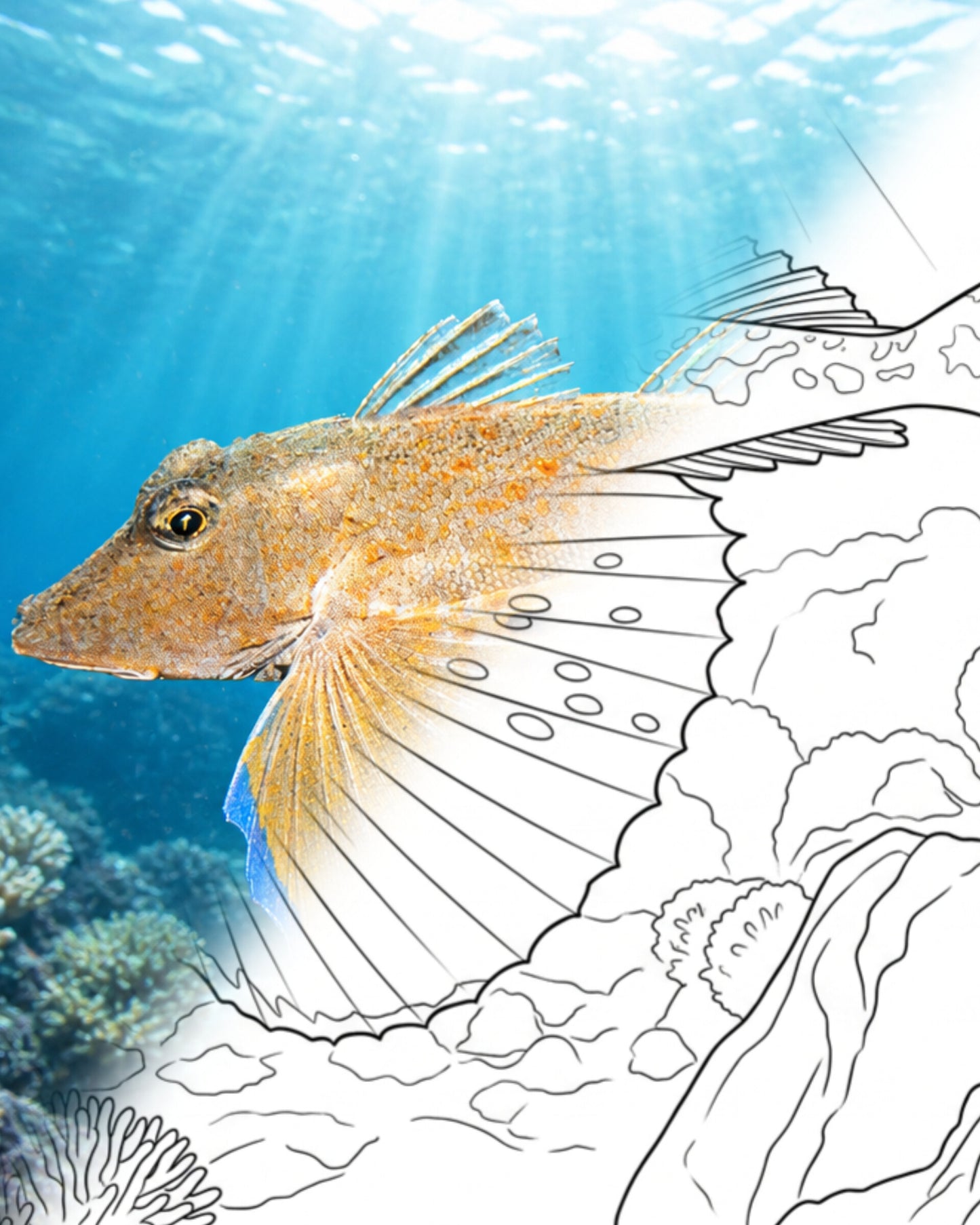 Blackwing Searobin (Prionotus rubio) | Marine Explorer Coloring Kit