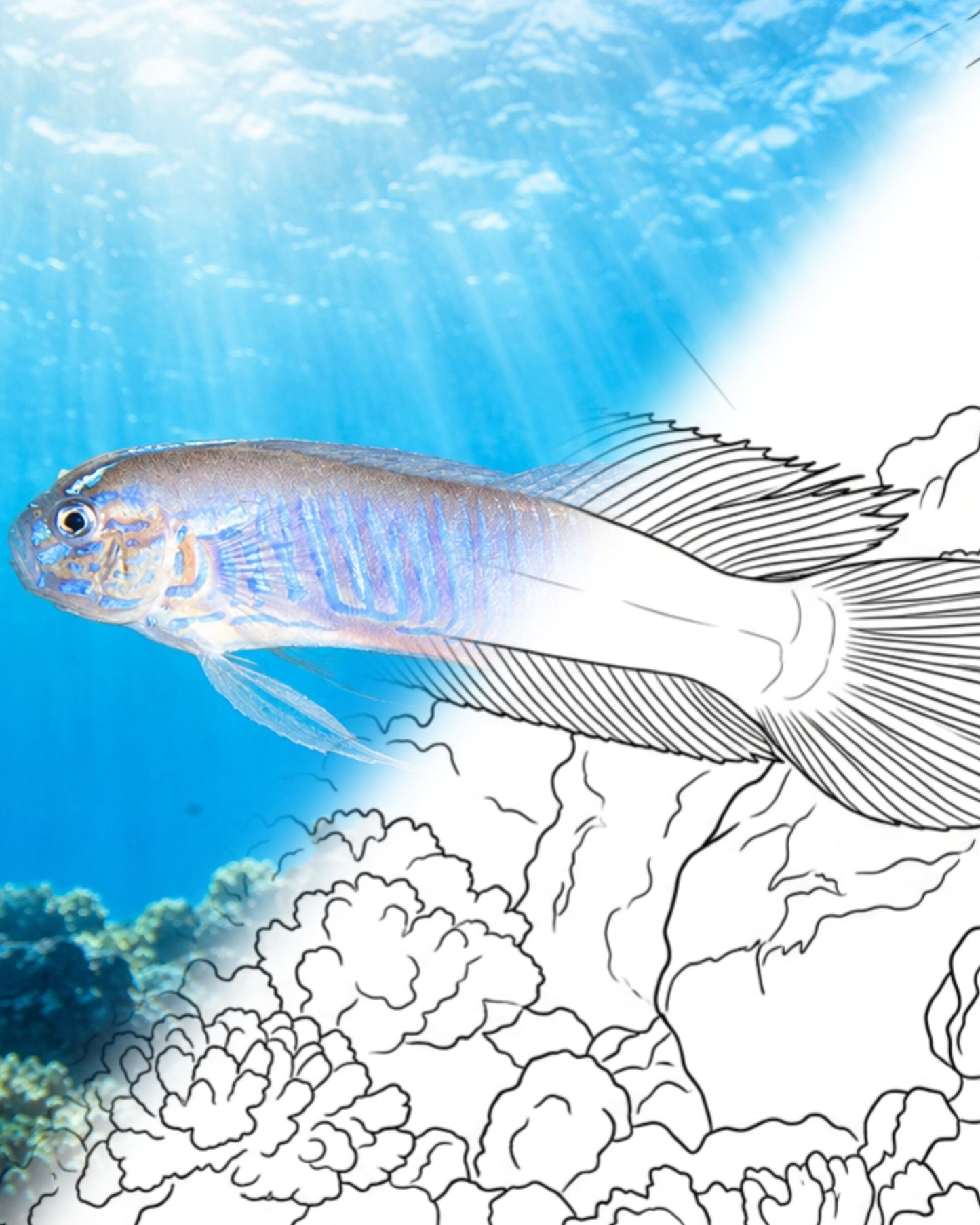 Blue-barred Ribbon Goby (Oxymetopon cyanoctenosum) | Marine Explorer Coloring Kit