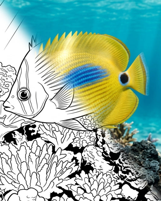 Pez mariposa (Chaetodon plebeius) - Adulto | Explorador marino Kit para colorear