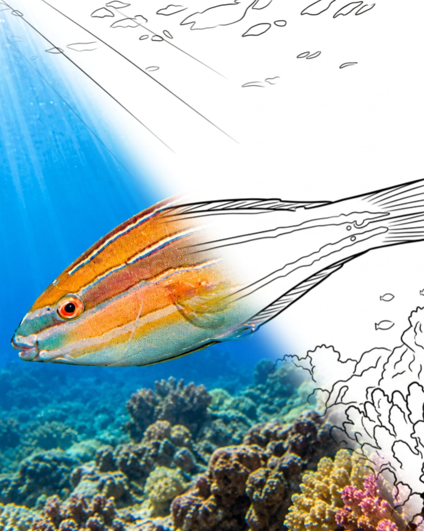 Three-ribbon Wrasse- Male (Stethojulis trilineata) | Marine Explorer Coloring Kit