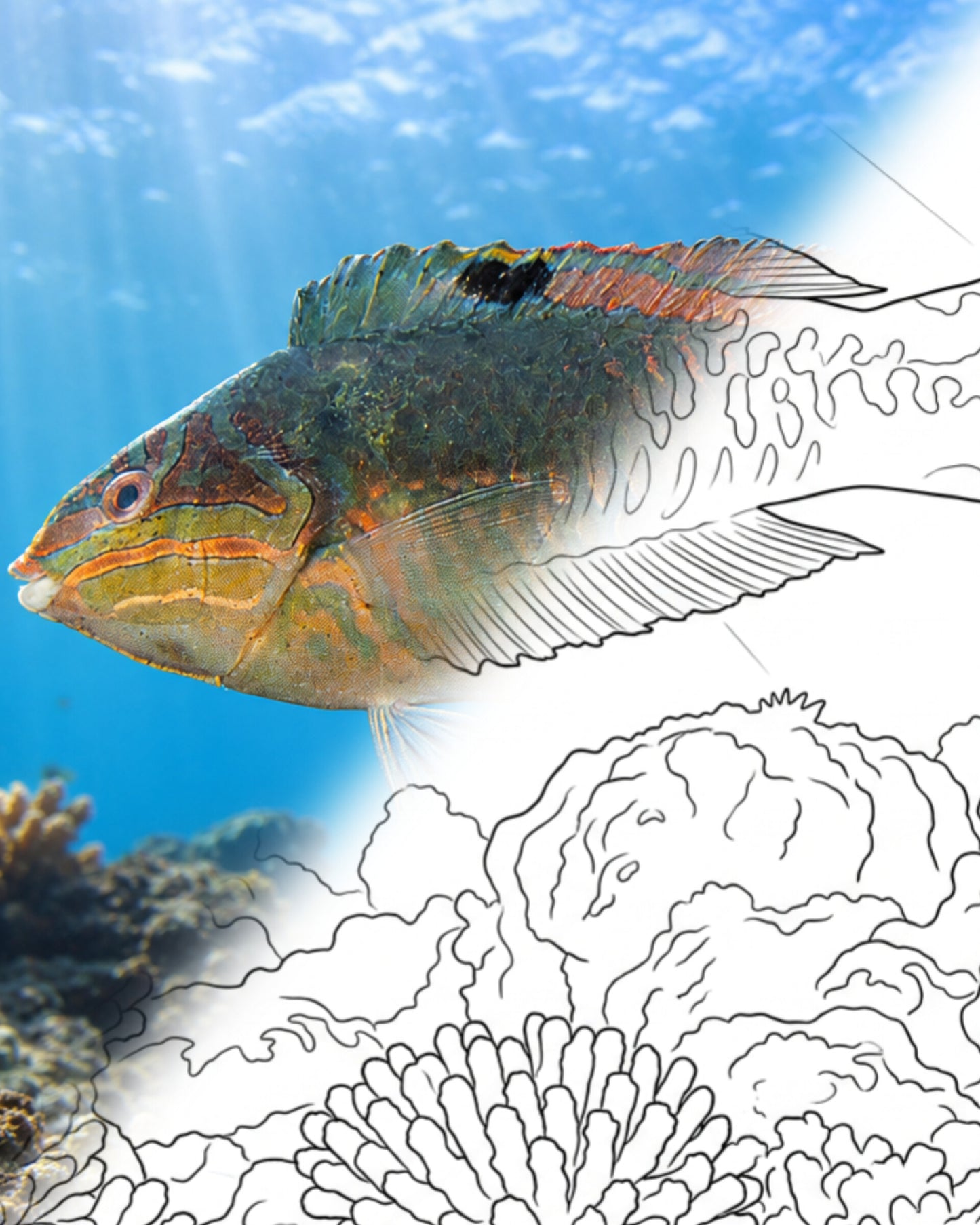 Clown Wrasse – Male (Halichoeres maculipinna) | Marine Explorer Coloring Kit