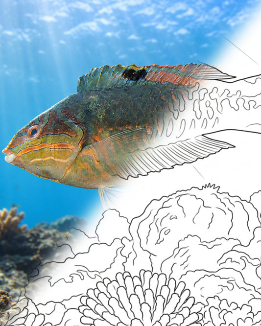 Clown Wrasse – Male (Halichoeres maculipinna) | Marine Explorer Coloring Kit