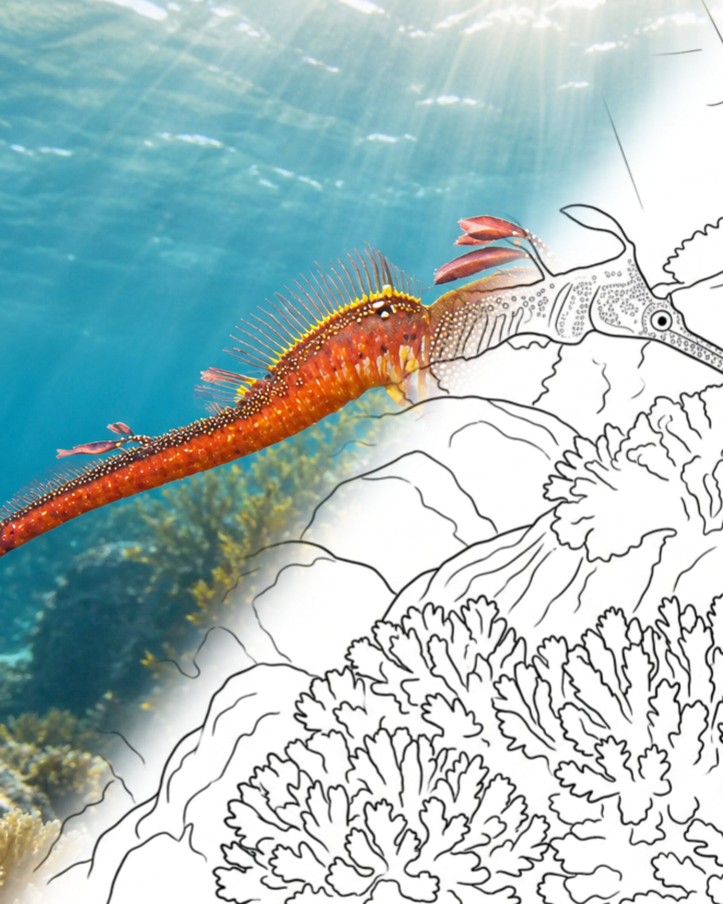 Unkrautartige Seewarane - Flachwasserform (Phyllopteryx taeniolatus) | Marine Explorer Coloring Kit