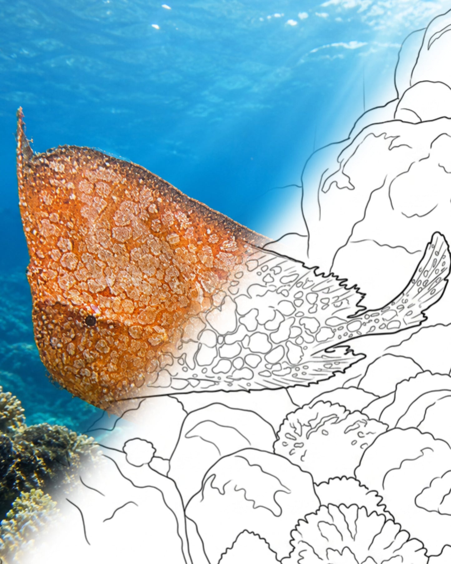 Pez ballesta (Neopataecus waterhousii) | Kit para colorear de Marine Explorer
