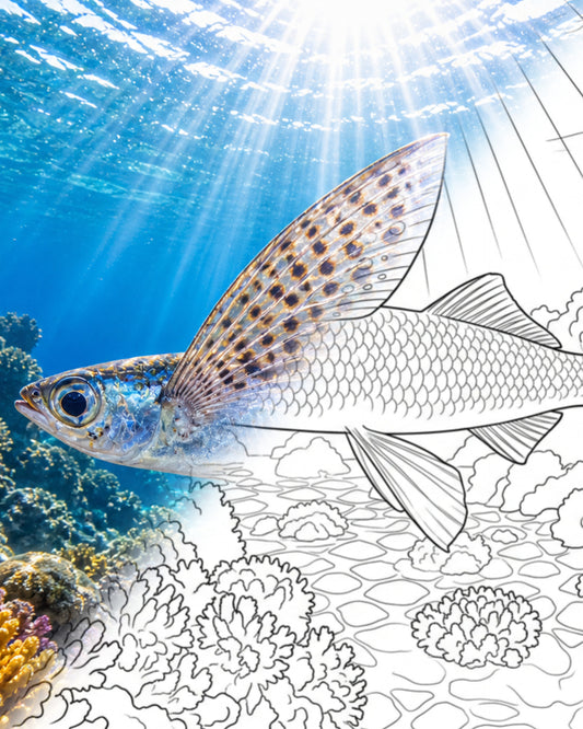 Fleckflügel-Flugfisch (Cypselurus poecilopterus) | Marine Explorer Färbeset