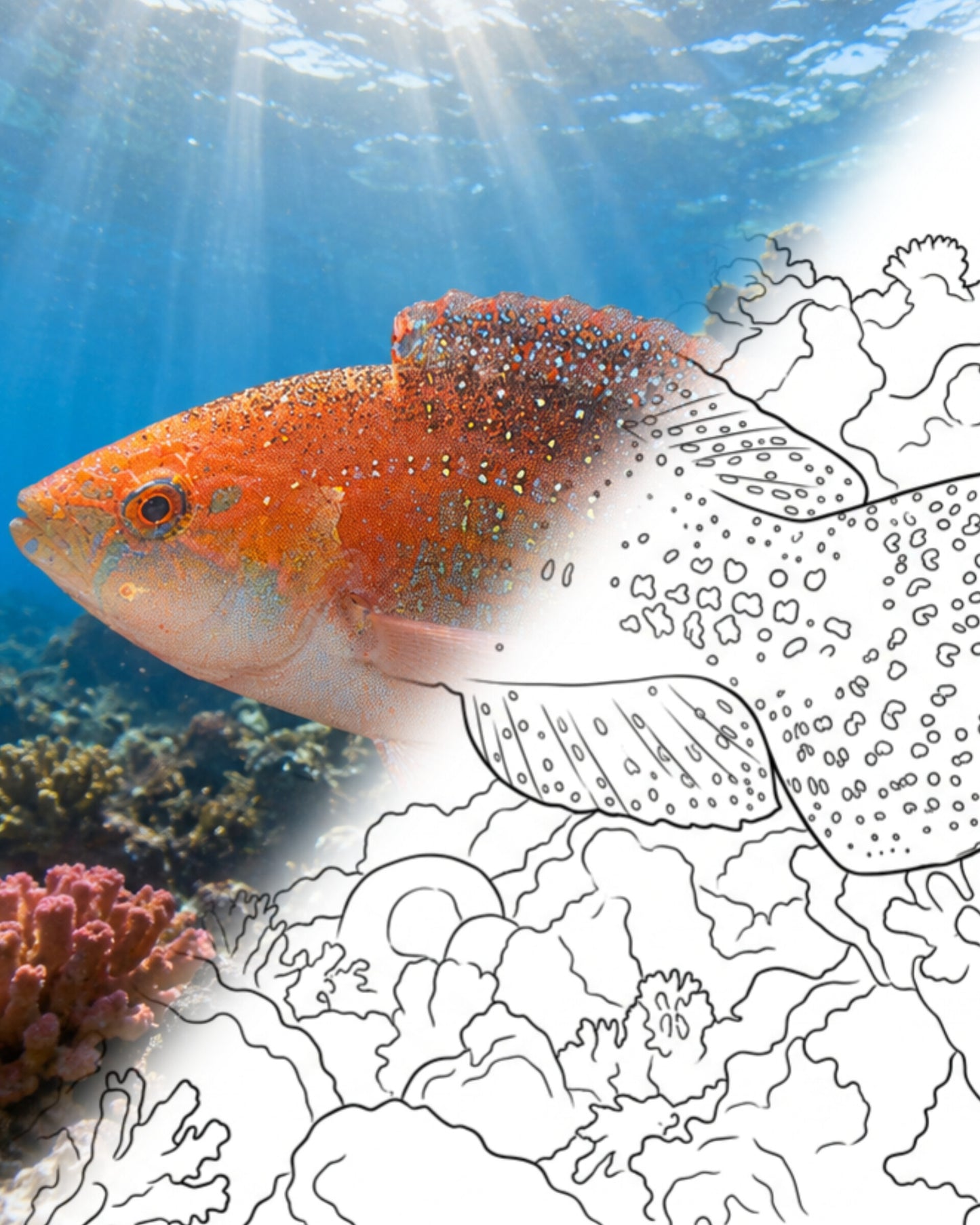 Two-spot Wrasse (Oxycheilinus bimaculatus) | Marine Explorer Coloring Kit