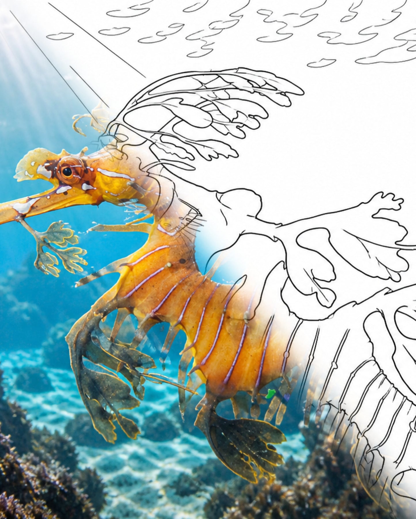 Dragón marino de hoja - Forma dorada (Phycodurus eques) | Kit para colorear Explorador marino