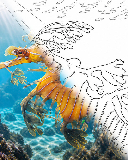 Blattförmiger Seedrache - Goldene Form (Phycodurus eques) | Marine Explorer Coloring Kit