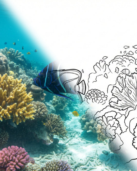 Koran Angelfish  (Pomacanthus semicirculatus) - Juvenile | Marine Explorer Coloring Kit