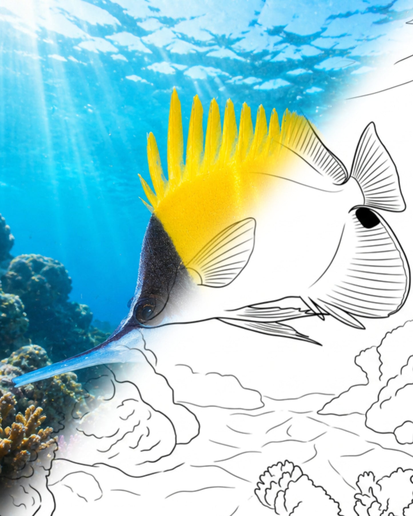 Langnasen-Falterfisch (Forcipiger longirostris) | Marine Explorer Färbeset
