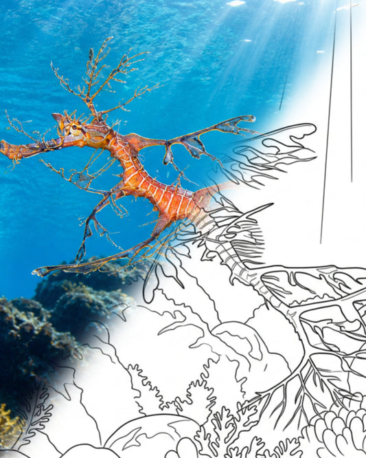 Blättriger Seedrache - Tiefwasserform (Phycodurus eques) | Marine Explorer Coloring Kit