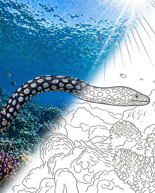 Morena panal / Morena orejinegra (Muraena melanotis) | Kit para colorear de Marine Explorer