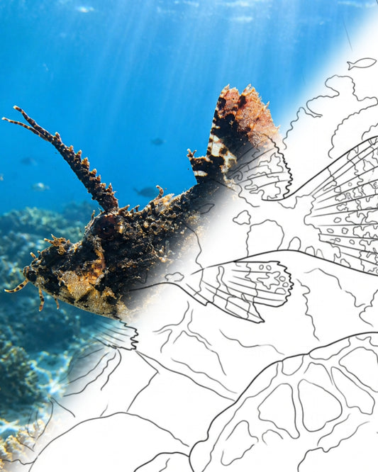Escorpión borla (Scorpaenopsis oxycephala) | Kit para colorear de Marine Explorer