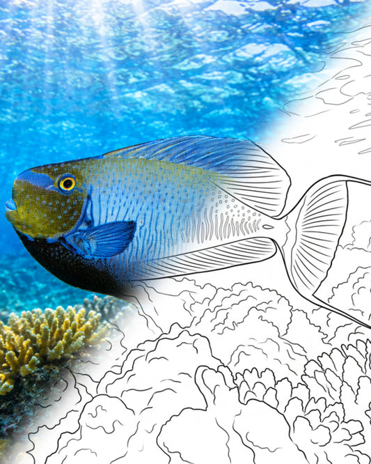 Poisson-licorne (Naso vlamingii) | Marine Explorer Coloring Kit