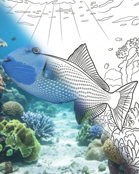 Blauflossen-Drückerfisch (Xanthichthys auromarginatus) - Adult | Marine Explorer Coloring Kit