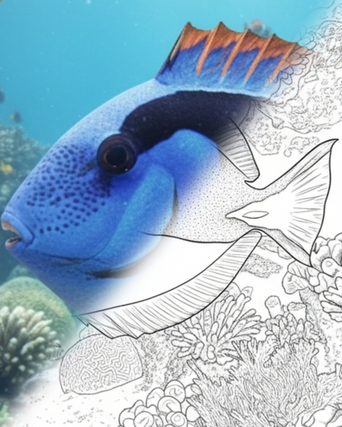 Regal Blue Tang (Paracanthurus hepatus) - Adult | Marine Explorer Coloring Kit