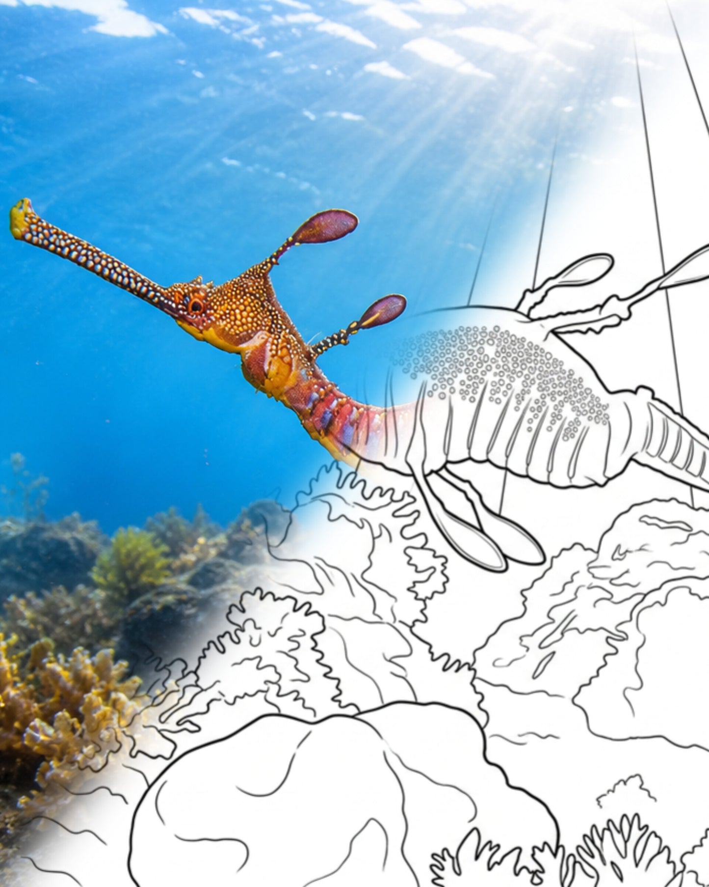 Dragón de mar - Forma de aguas profundas (Phyllopteryx taeniolatus) | Kit para colorear Explorador marino