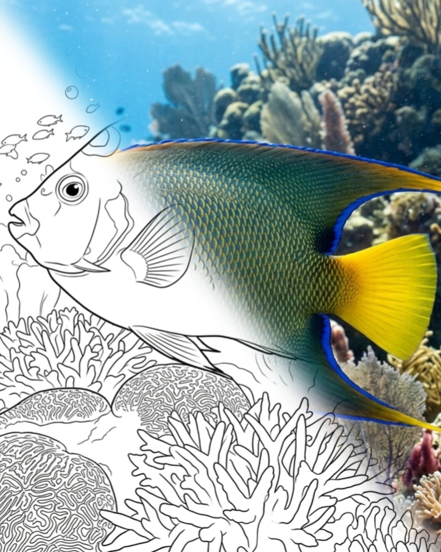 Königin-Kaiserfisch (Holacanthus ciliaris) - Adult | Marine Explorer Coloring Kit