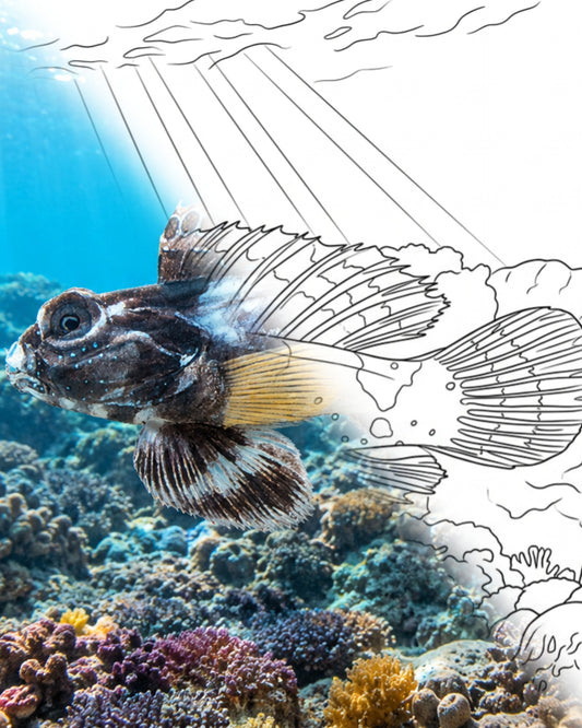 Dragoncillo ocelado (Neosynchiropus ocellatus) | Kit para colorear de Explorador Marino