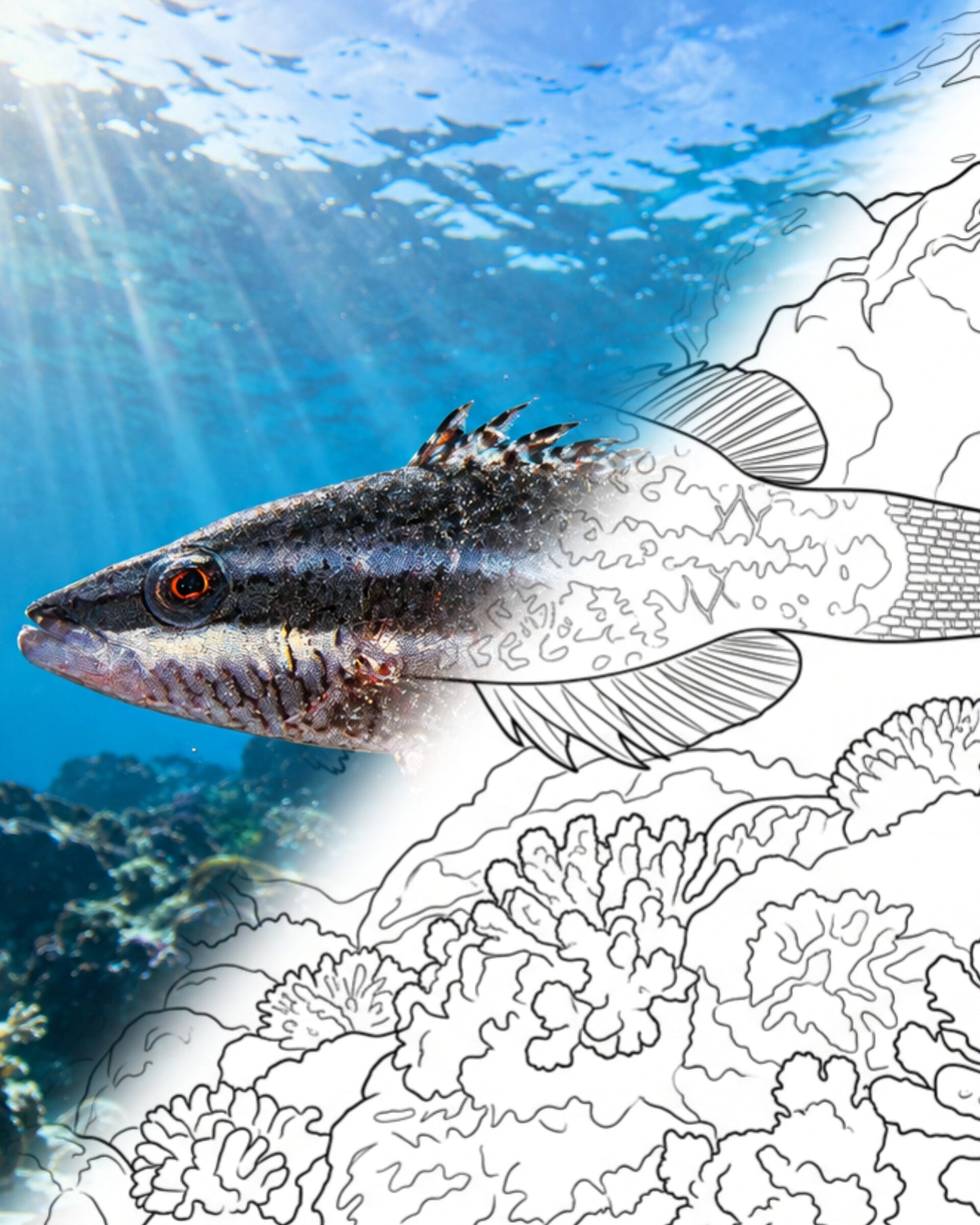 Cheeklined Wrasse (Oxycheilinus digramma) | Marine Explorer Coloring Kit