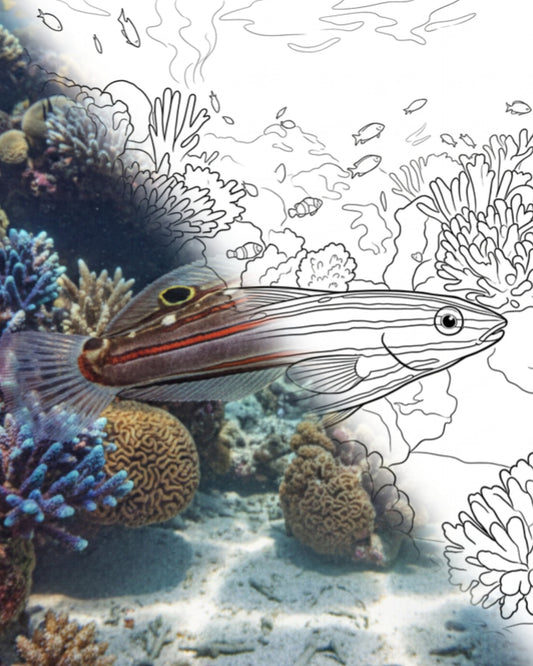 Gobio de Rainford (Amblygobius rainfordi) | Kit para colorear de Marine Explorer
