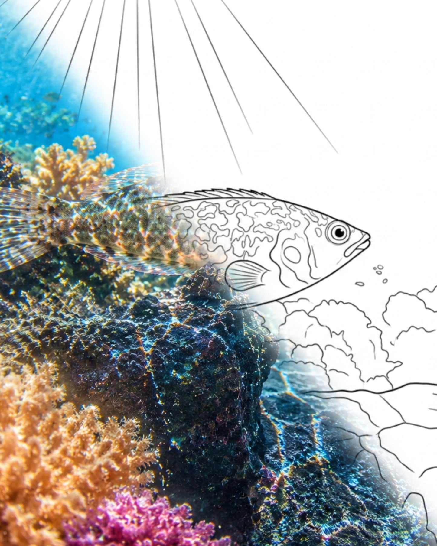 Sideburn Wrasse (Pteragogus pelycus) | Marine Explorer Coloring Kit