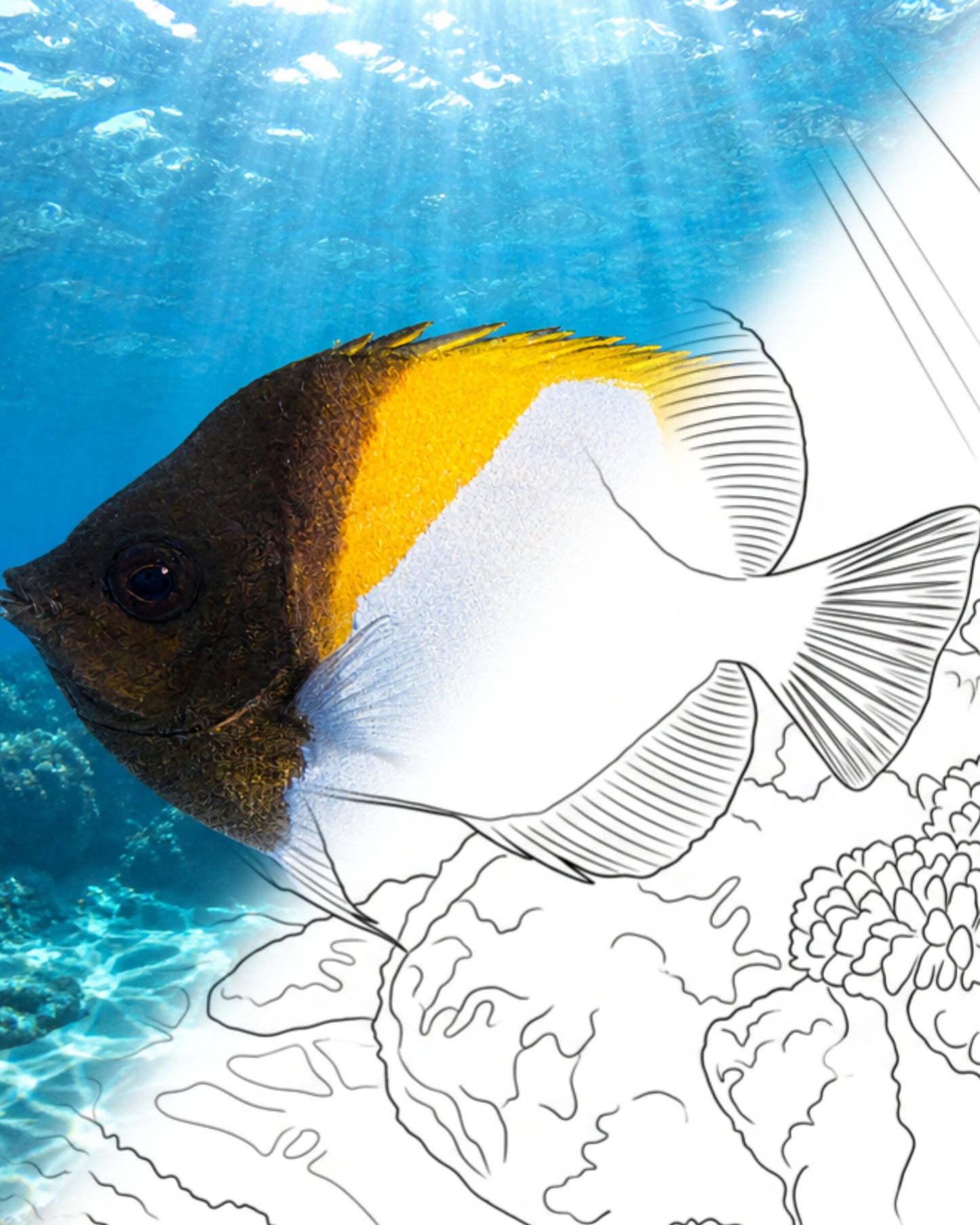 Pez mariposa pirámide (Hemitaurichthys polylepis) | Kit para colorear de Marine Explorer