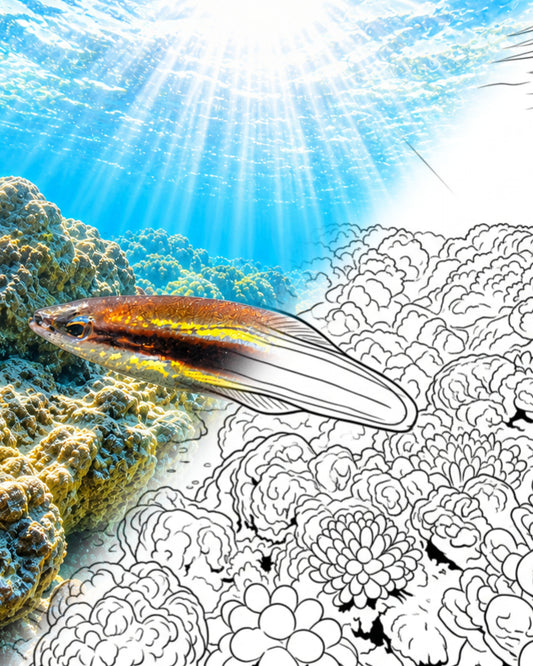 Lippfisch (Liopropoma eukrines) | Marine Explorer Färbeset