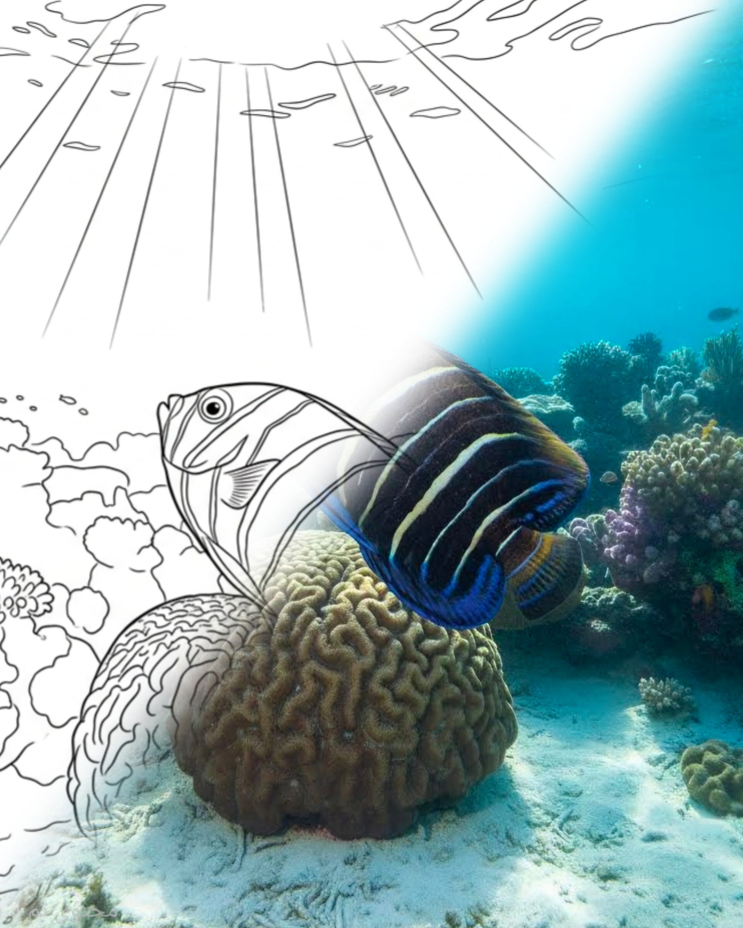 Gelbgesicht-Kaiserfisch (Euxiphipops xanthometopon)-Jugendliche| Marine Explorer Färbeset
