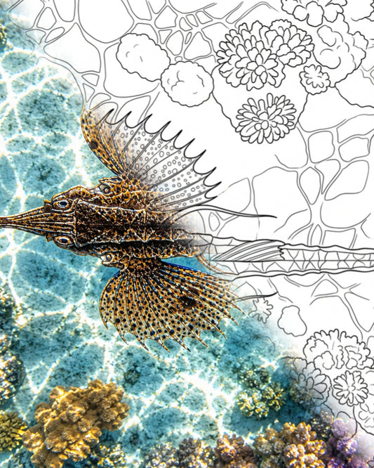Seedrachenmotte (Parapegasus natans) | Marine Explorer Färbeset