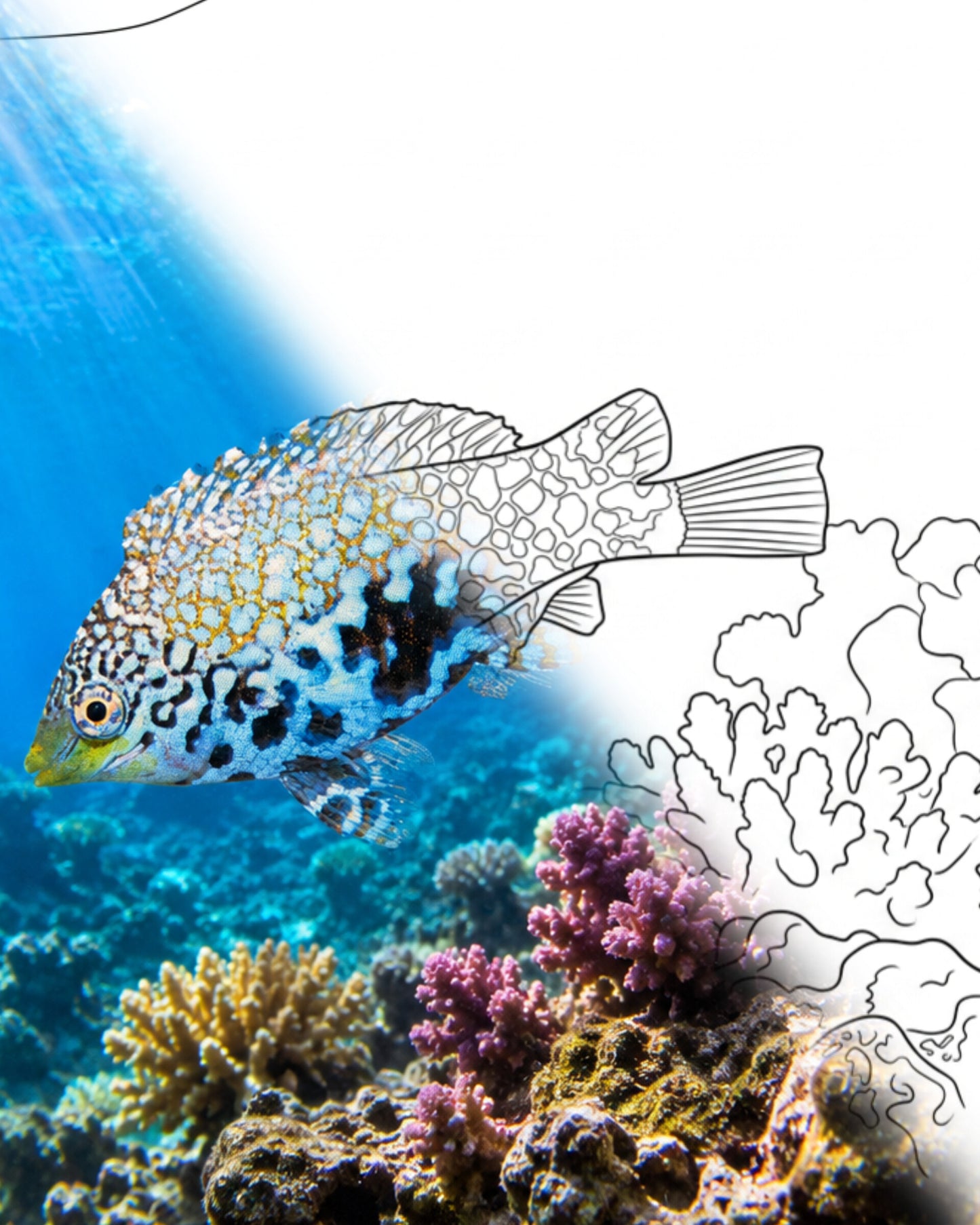 Blue Star Leopard Wrasse (Macropharyngodon bipartitus) | Marine Explorer Coloring Kit