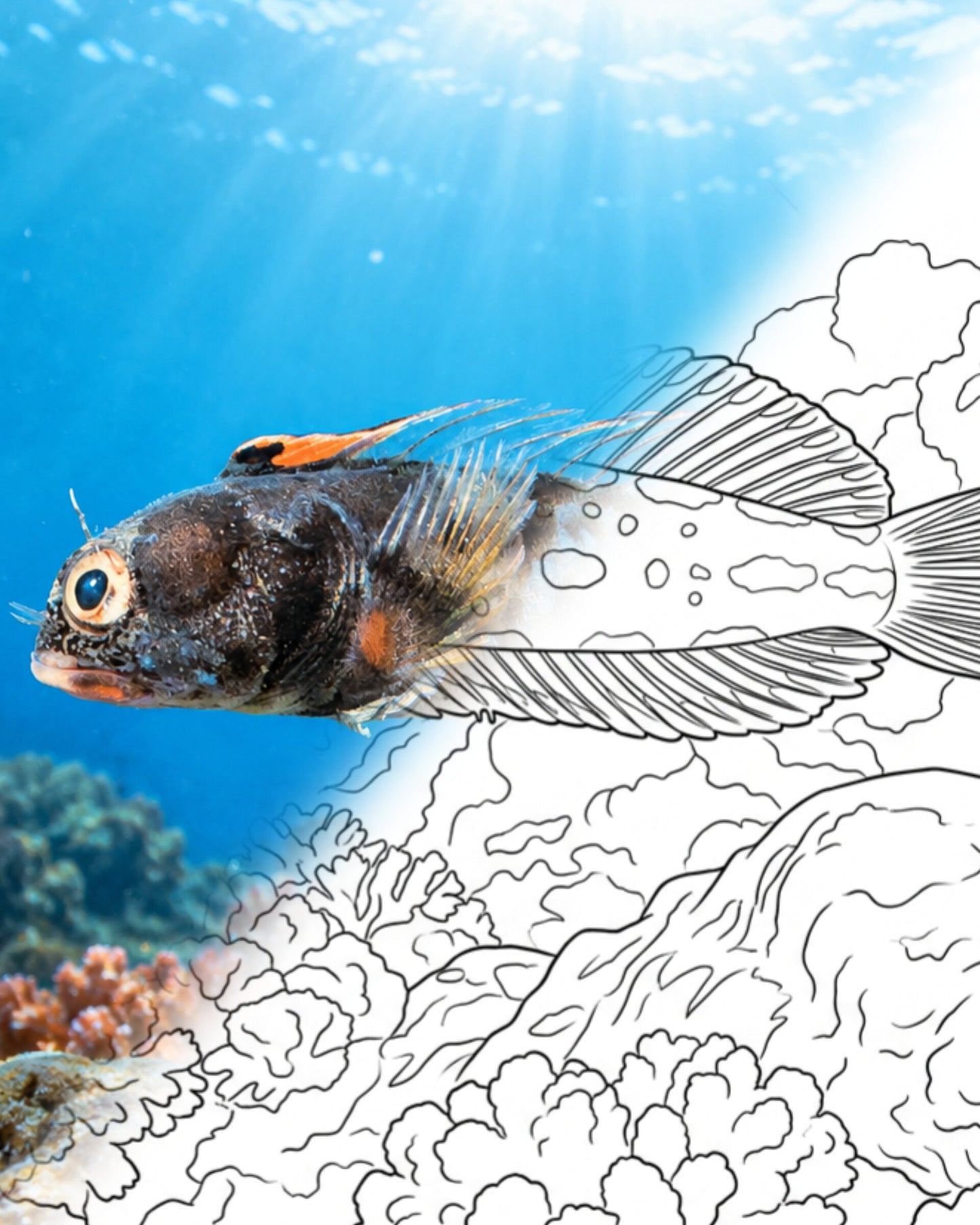 Hancock’s Blenny (Acanthemblemaria hancocki) | Marine Explorer Coloring Kit