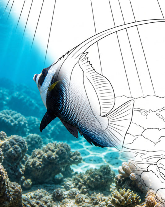 Pez Estandarte Singular (Heniochus singularius) | Kit para colorear de Marine Explorer