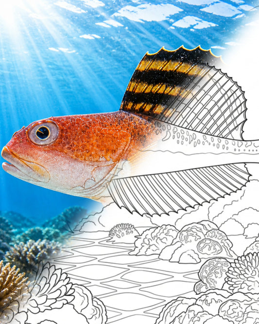 Schwarzrandige Sculpin (Gymnocanthus herzensteini) | Marine Explorer Färbeset