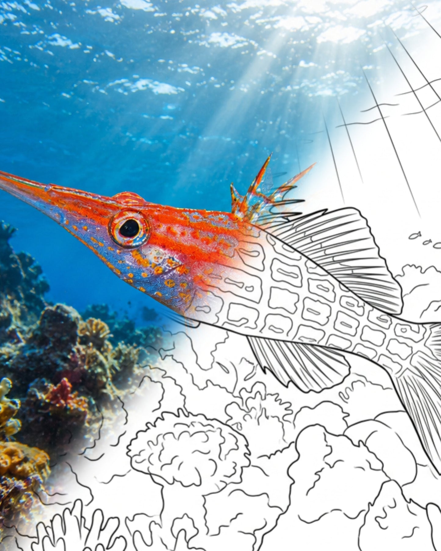 Longnose Hawkfish (Oxycirrhites typus) | Marine Explorer Coloring Kit