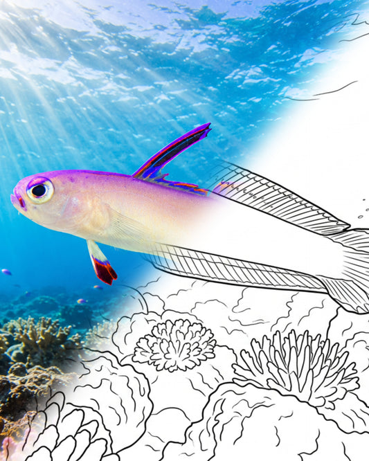 Poisson-feu violet (Nemateleotris decora) | Marine Explorer Coloring Kit