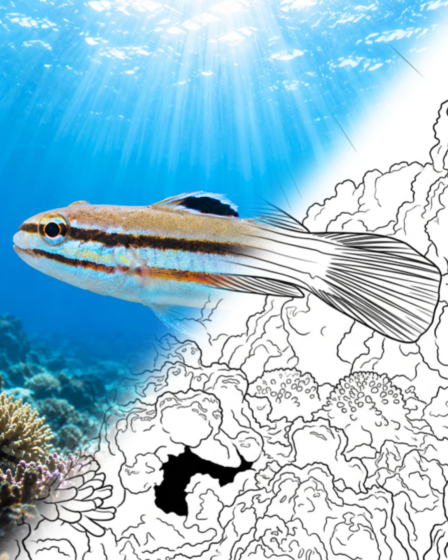 Twostripe Goby (Valenciennea helsdingenii) | Marine Explorer Coloring Kit