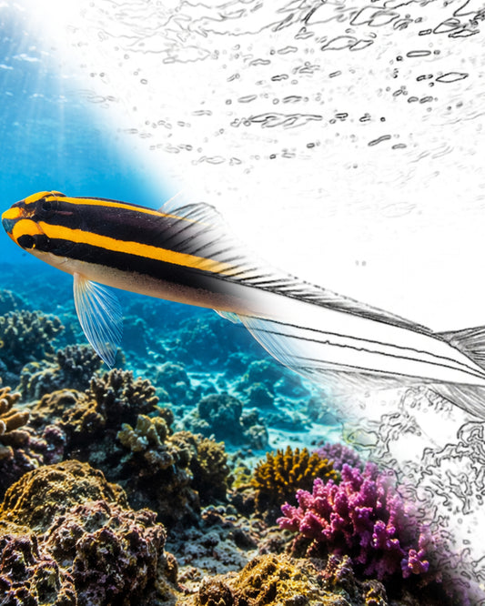 Gobie à nez jaune (Elacatinus randalli) | Marine Explorer Coloring Kit