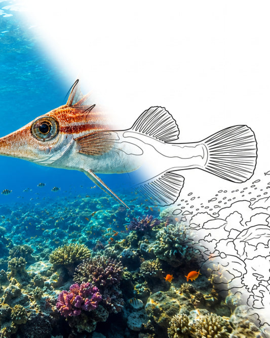 Halimochirurgus alcocki (Halimochirurgus alcocki) | Marine Explorer Coloring Kit