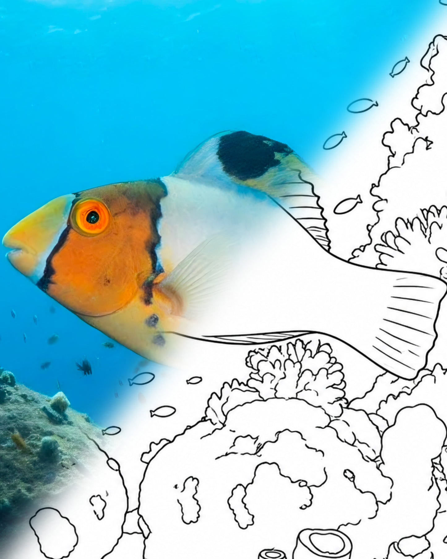 Bicolour Parrotfish- Juvenile (Cetoscarus bicolor) | Marine Explorer Coloring Kit