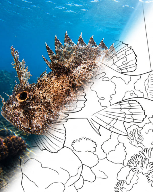 Pez Escorpión Emplumado (Scorpaena grandicornis) | Kit para colorear de Explorador Marino