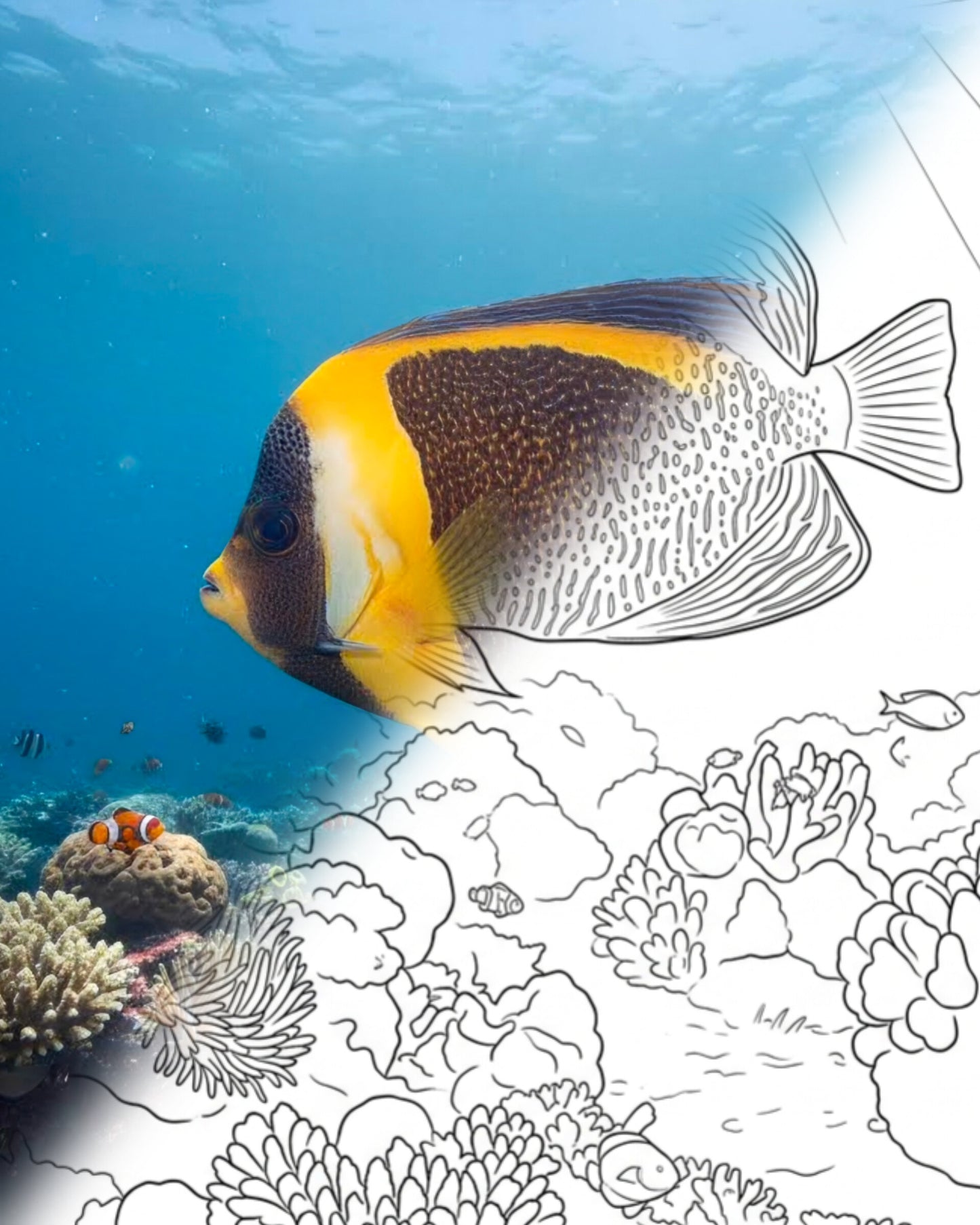 Gekritzelter Kaiserfisch (Chaetodontoplus duboulayi) | Marine Explorer Färbeset